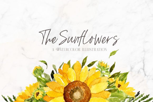 Download Sunflowers Watercolor Illustrations - Flowers Collection